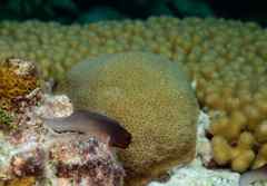 Ophioblennius macclurei