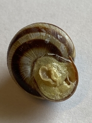 Caucasotachea vindobonensis