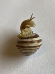 Caucasotachea vindobonensis