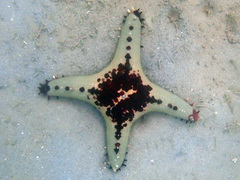 Pentaceraster alveolatus