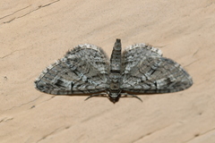 Eupithecia interruptofasciata