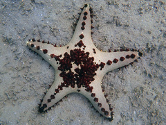 Pentaceraster alveolatus