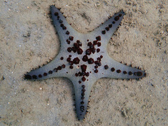 Pentaceraster alveolatus