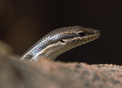 Trachylepis laevigata