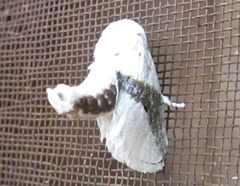 Afraltha chionostola