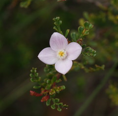 Boronia microphylla