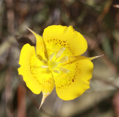 Calochortus luteus