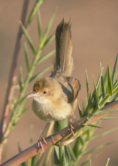 Cisticola erythrops