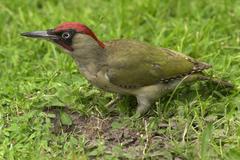 Picus viridis