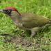Green Woodpecker - Photo (c) toppieronnie77, some rights reserved (CC BY-NC), uploaded by toppieronnie77