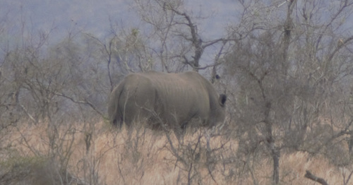 White rhinoceros