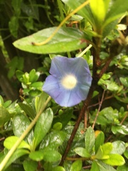 Ipomoea nil