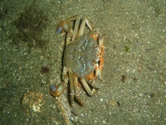 Liocarcinus depurator