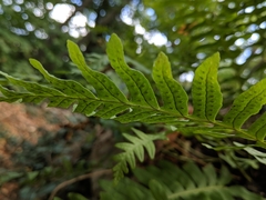 Polypodium