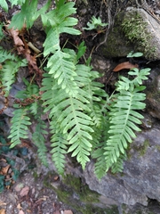 Polypodium
