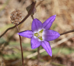 Brodiaea elegans elegans