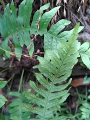 Polypodium