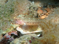 Gobius fallax