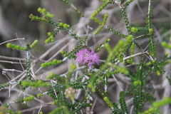 Melaleuca crossota