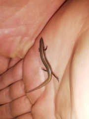 Panaspis maculicollis