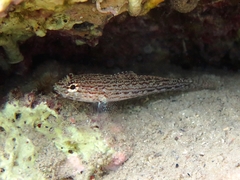 Gobius fallax