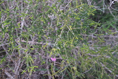 Melaleuca crossota
