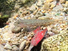 Gobius fallax