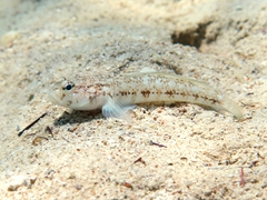 Gobius roulei