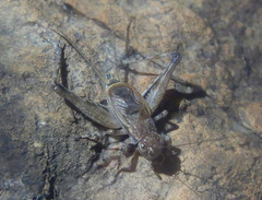 Eurepella