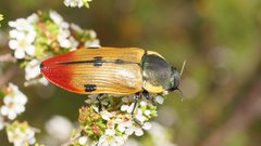 Temognatha variabilis