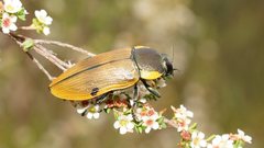 Temognatha variabilis