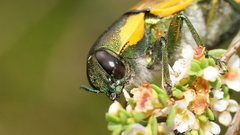 Temognatha variabilis