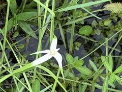 Rhynchospora colorata image
