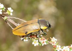 Temognatha variabilis