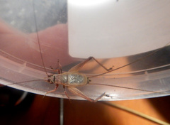 Eurepa wirkutta