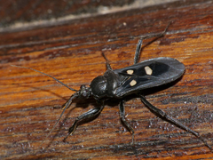 Ectomocoris quadrimaculatus
