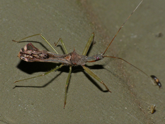 Nagusta