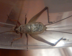 Eurepa wirkutta
