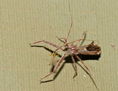Nagusta