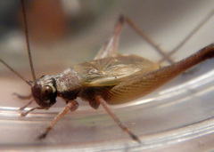 Eurepa wirkutta