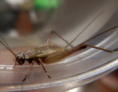 Eurepa wirkutta