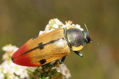 Temognatha variabilis