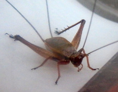 Eurepa wirkutta
