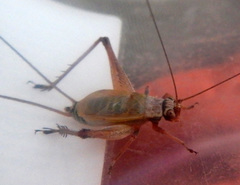 Eurepa wirkutta