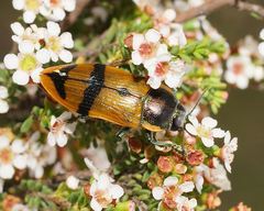 Temognatha variabilis