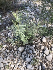 Indigofera lindheimeriana