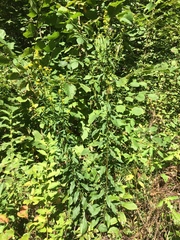 Solidago × niederederi