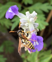 Polistes gallicus