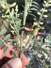 Indigofera lindheimeriana