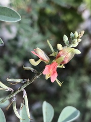 Indigofera lindheimeriana
